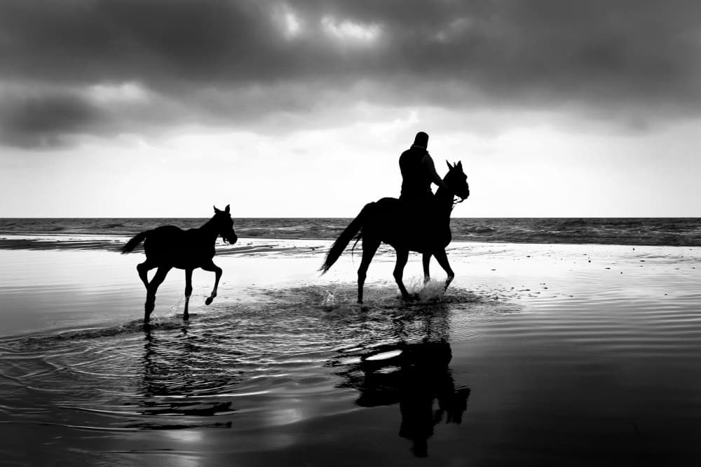 Beach Horse Silhouettes by Hazem Swidan — canvas wall art