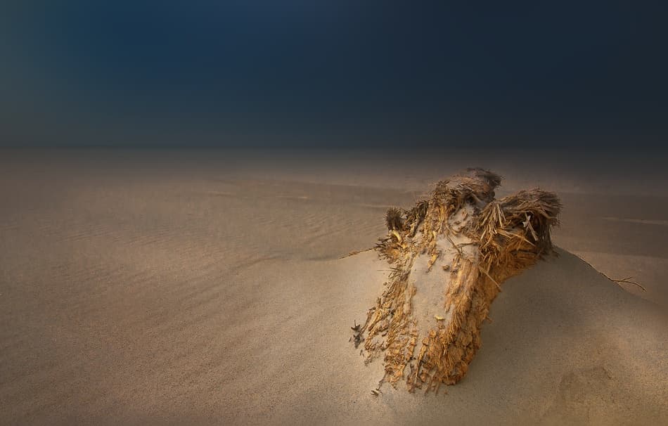 Desert Roots by paralaxa — canvas wall art