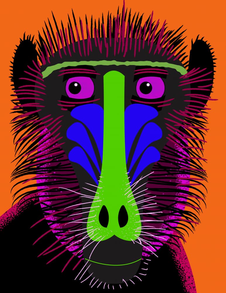 Colorful Mandrill Monkey by Nicholas — canvas wall art