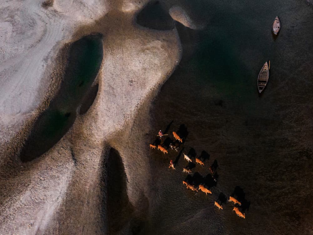 Riverbed Cattle Journey by Rakibul Alam Khan — canvas wall art
