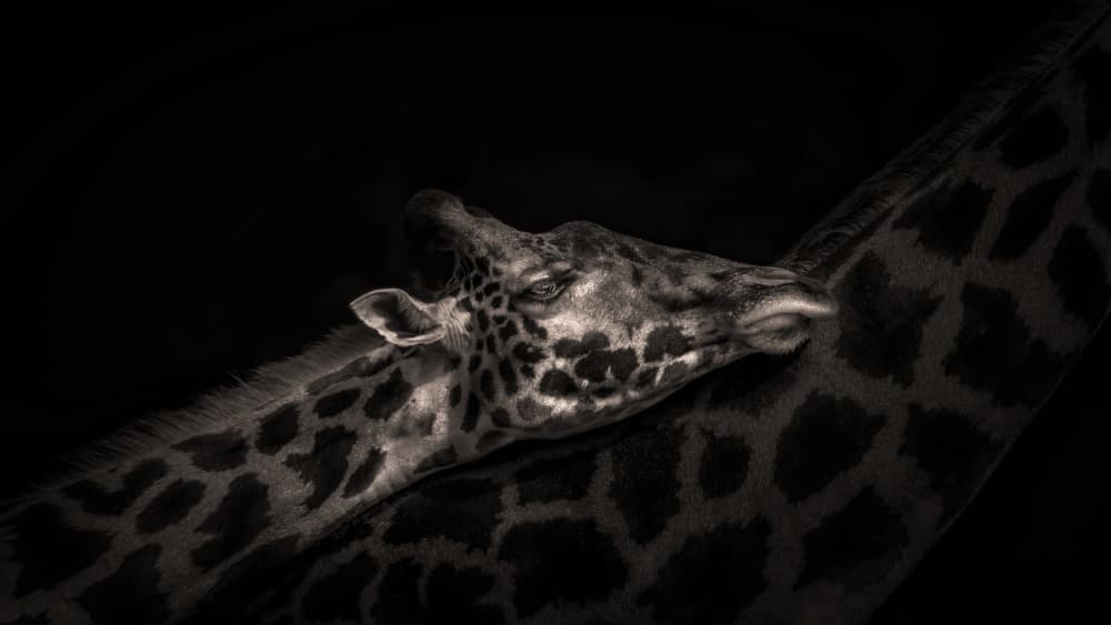 Gentle Giraffe Embrace by Alex Zhao — canvas wall art