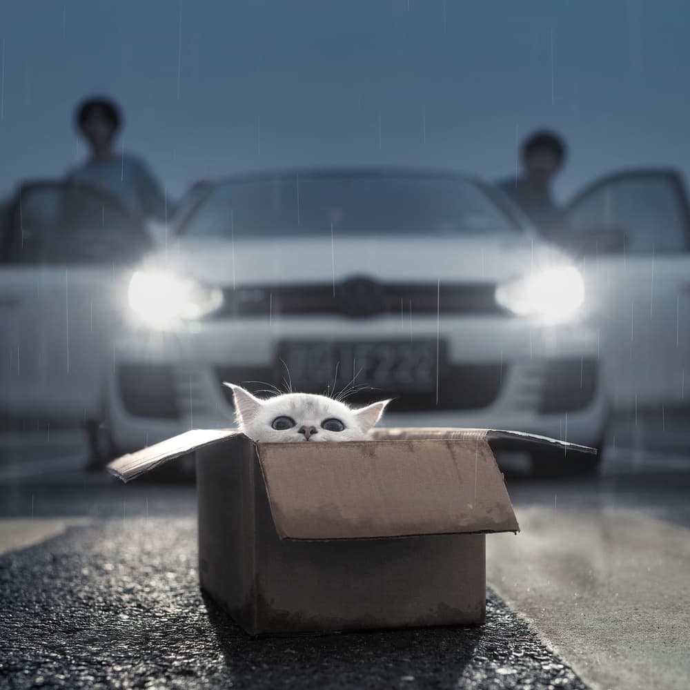Lost Kitten Rainy Night by Terry F — canvas wall art