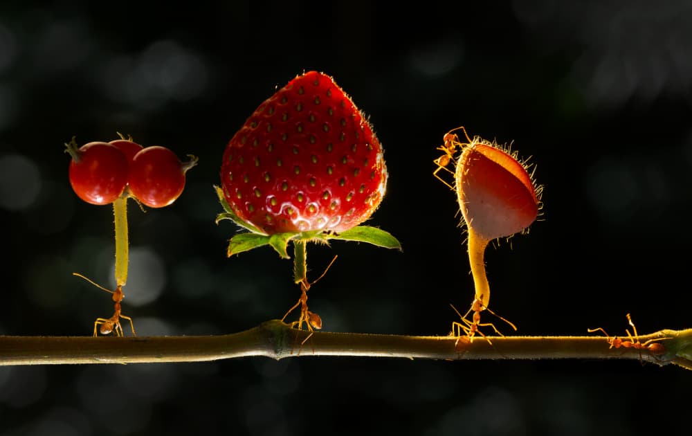 Ants Carrying Forest Treasures by Rawisyah Aditya — canvas wall art