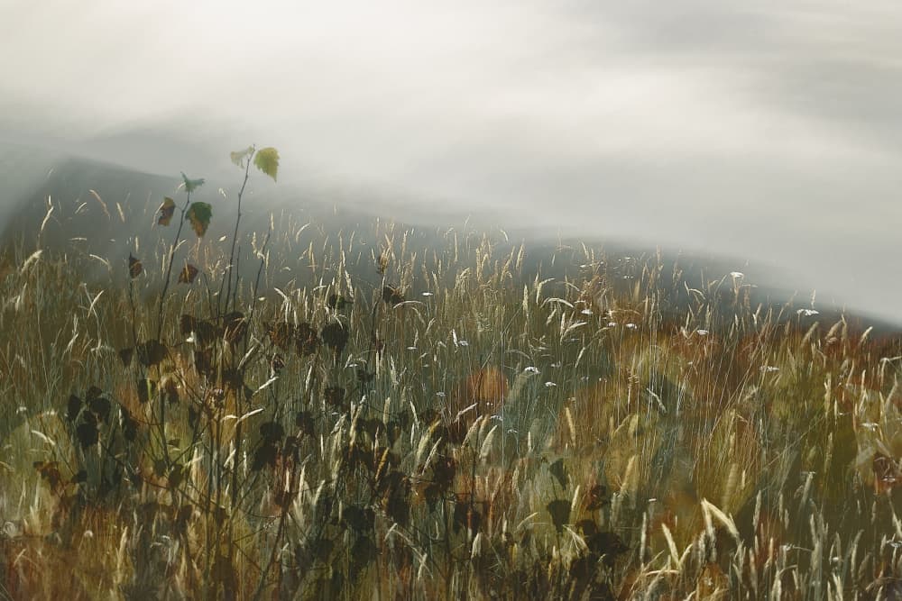 In the field by Nel Talen — canvas wall art