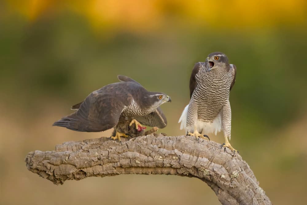 Raptor Roar and Feast by David Manusevich — canvas wall art