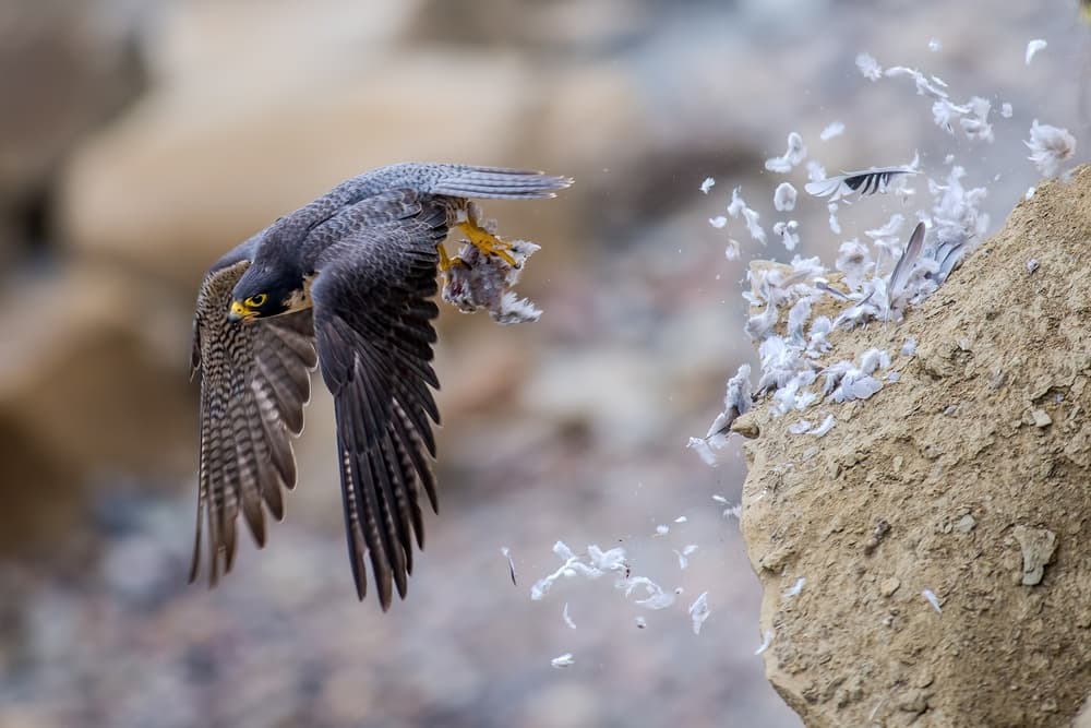 Peregrine Falcon Hunt by Andrew J. Lee — canvas wall art