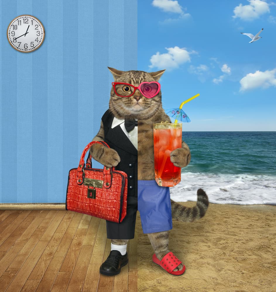 Work Life Balance Cat by Iryna Kuznetsova (Iridi) — canvas wall art