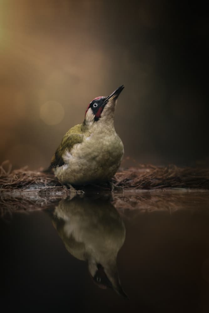 Green Woodpecker Reflection by Gert J ter Horst — canvas wall art