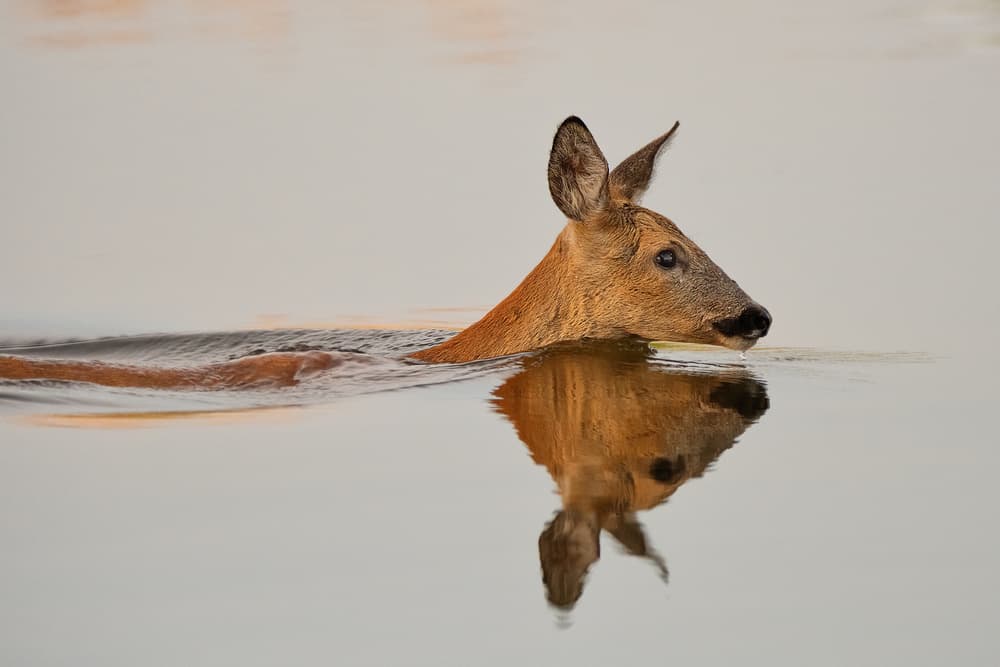 Swimming Deer Reflection by Andreas Feldtkeller — canvas wall art