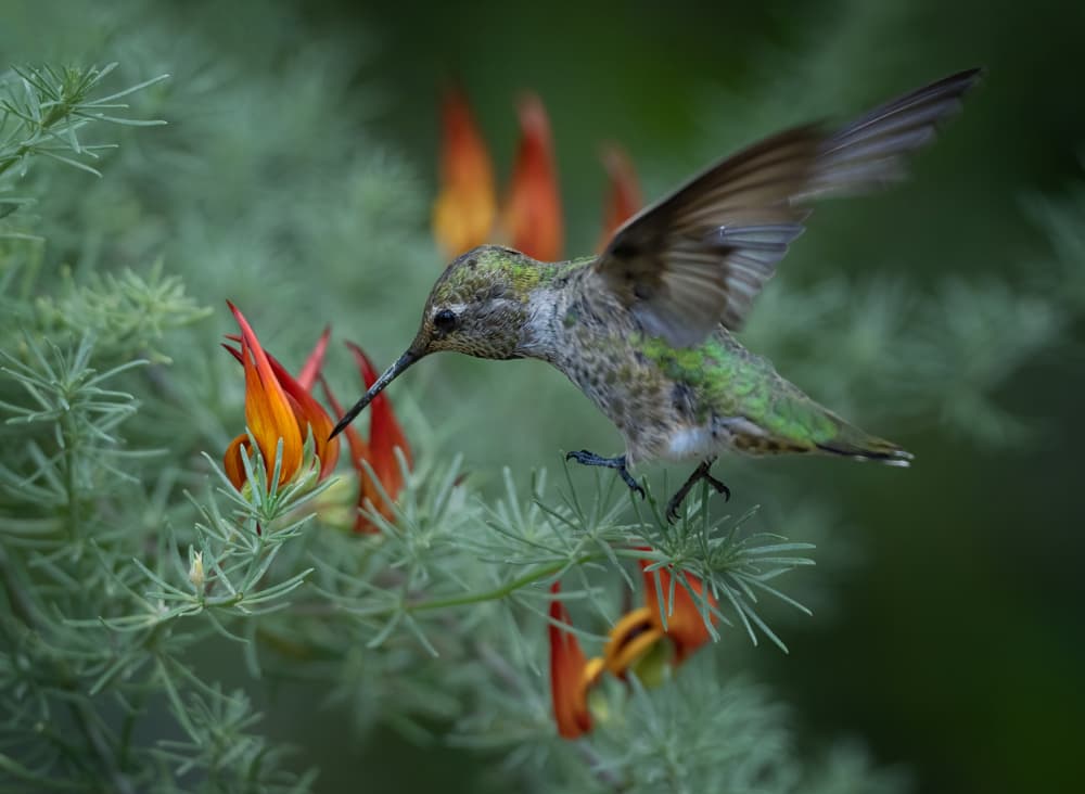 Delicate Hummingbird Feeding by Xiaojian Huang — canvas wall art