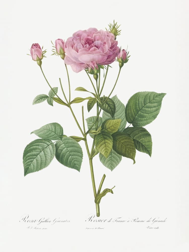 Rosa Gallica Granules, Les Roses (1817–1824) by Pierre-Joseph Redoute — canvas wall art