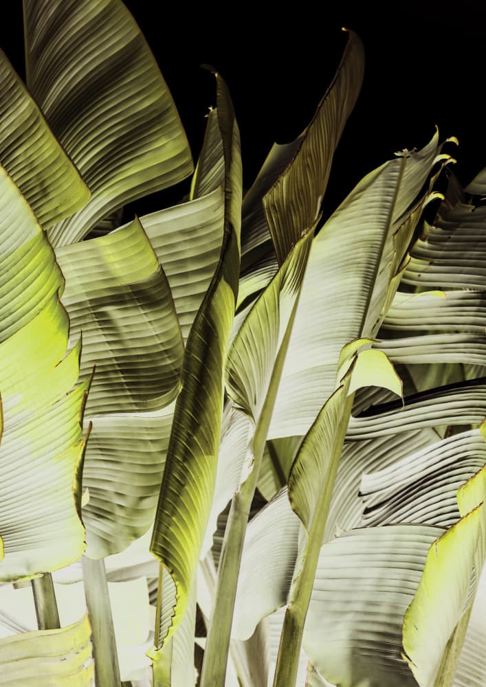 Banana Leaves In Soft Lighting by Shot by Clint — canvas wall art
