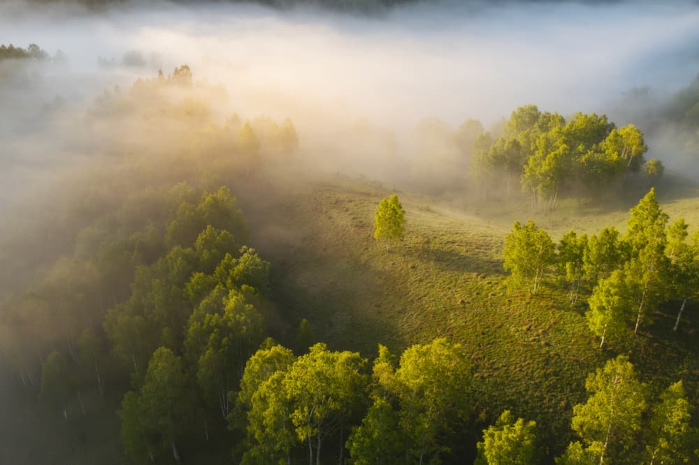 Misty Morning Forest by Lazar Ioan Ovidiu — canvas wall art