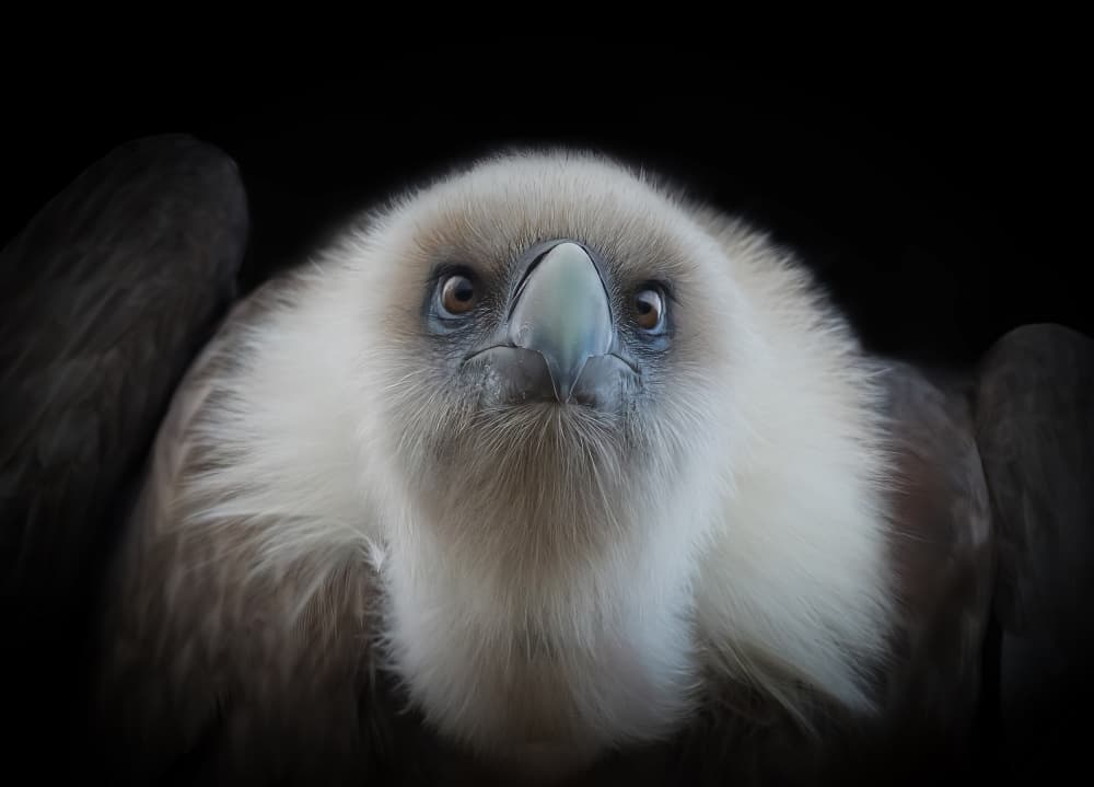 Vulture Gaze Dark by Natascha Worseling — canvas wall art