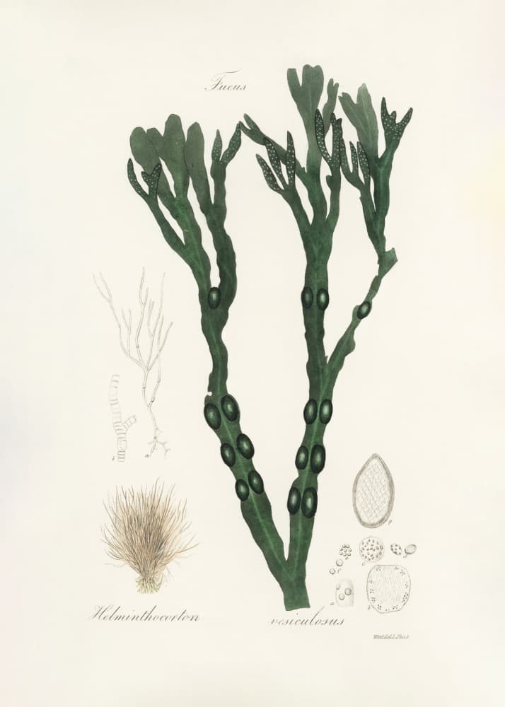 Bladder Wrack (fucus Vesiculosus)  Medical Botany by John Stephenson and James Morss Churchill — canvas wall art