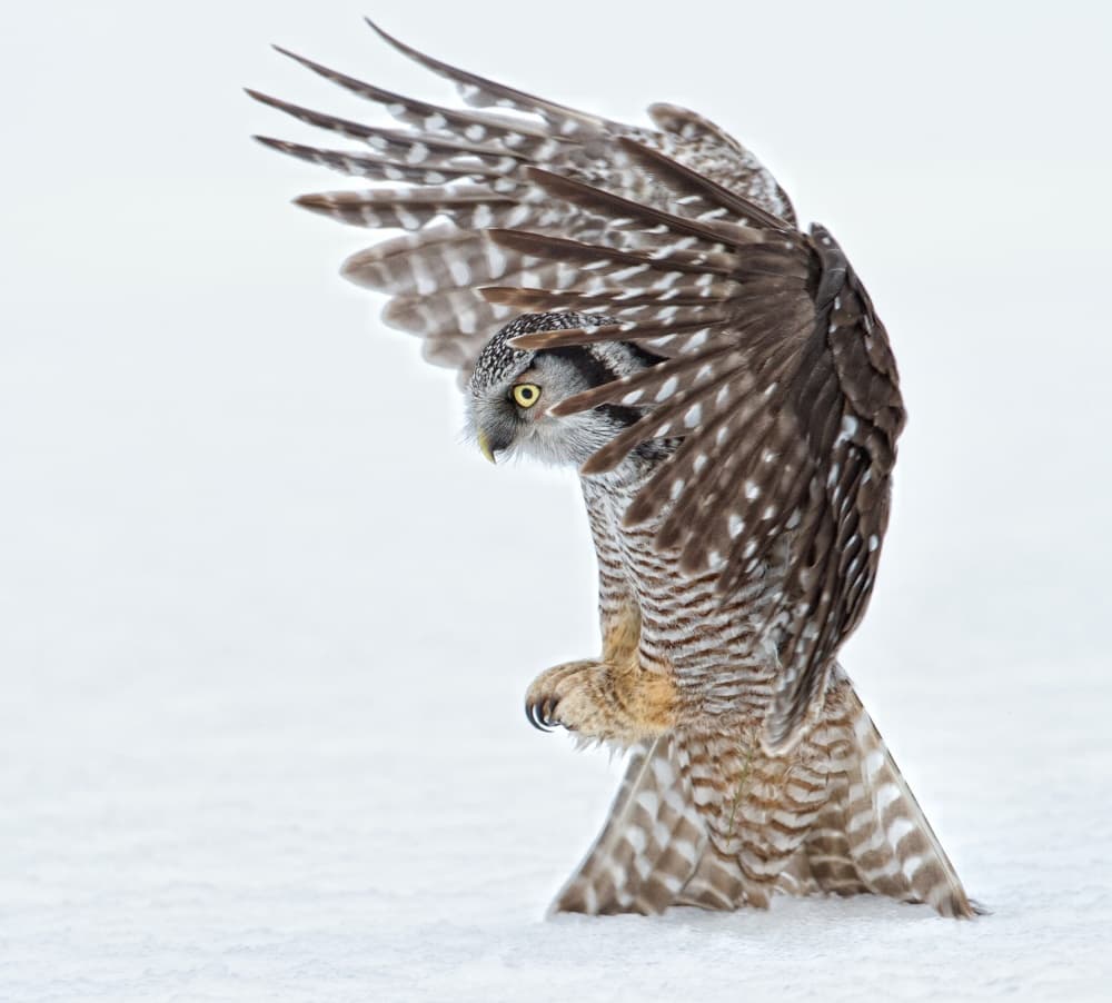 Owl in Snow Flight by Alfred Forns — canvas wall art