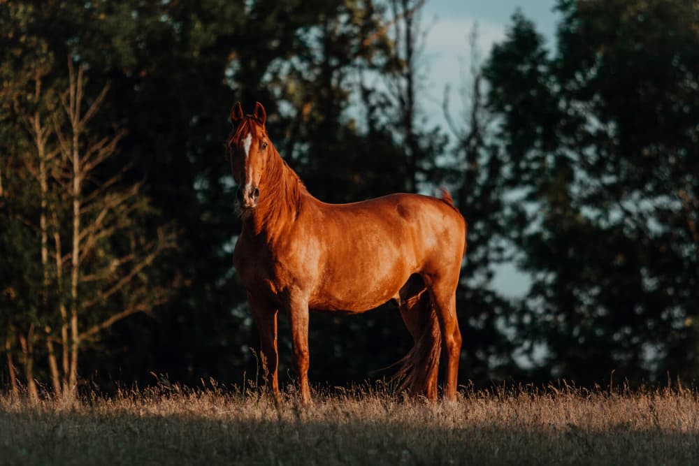 Golden Hour Horse by Anna Archinger — canvas wall art