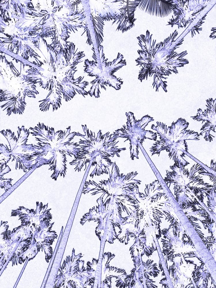 Purple Palm Canopy by Santhosh ch — canvas wall art