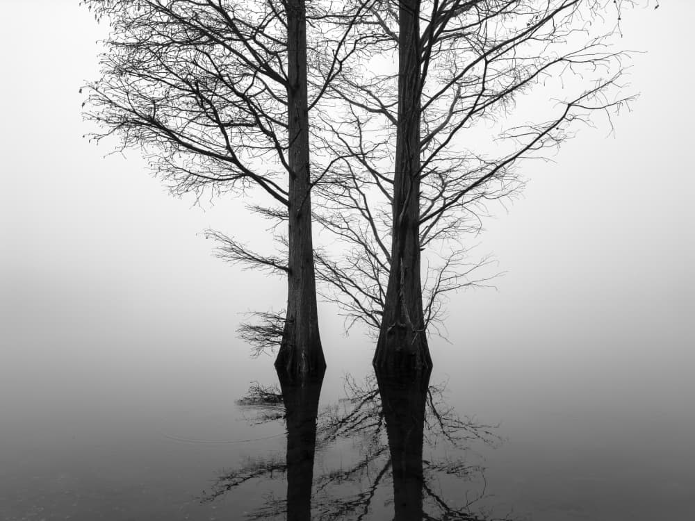Misty Tree Reflections by Adam Dauria ☂ — canvas wall art