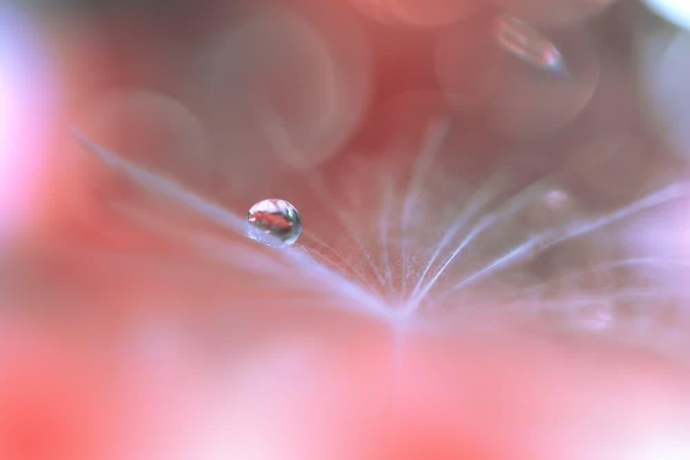 Delicate Water Droplet by Juliana Nan — canvas wall art