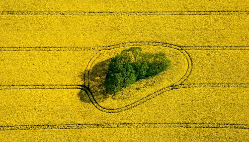 Golden Field Oasis by Holger Schmidtke — canvas wall art