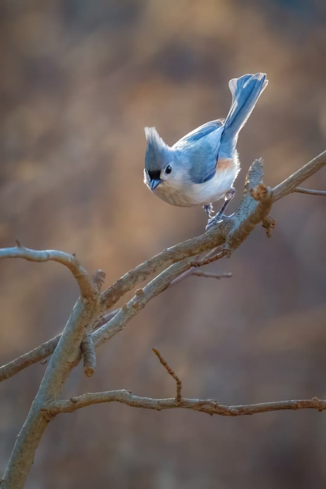 Tufted Titmouse Perched by Xiao Cai — canvas wall art