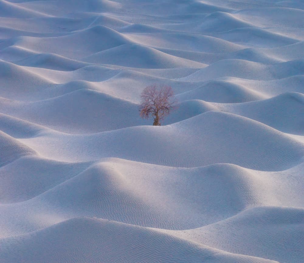 Solitary Desert Tree by Bingo Z — canvas wall art