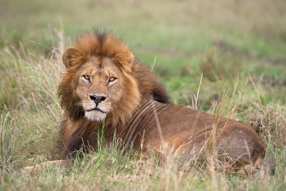 Majestic African Lion by Marco Pozzi — canvas wall art