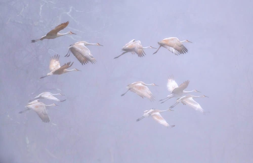 Misty Crane Flight by Deming W — canvas wall art