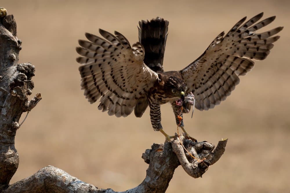 Dynamic Hawk Landing by Lisdiyanto Suhardjo — canvas wall art