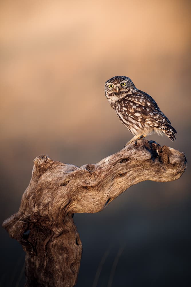 Watchful Little Owl by Magnus Renmyr — canvas wall art