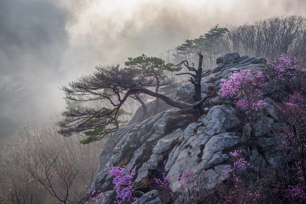 Misty Mountain Flowers by Jaeyoun Ryu — canvas wall art