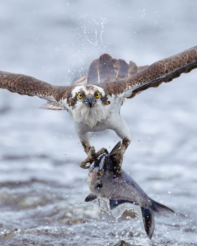 Osprey's Fresh Catch by Johnny Chen — canvas wall art