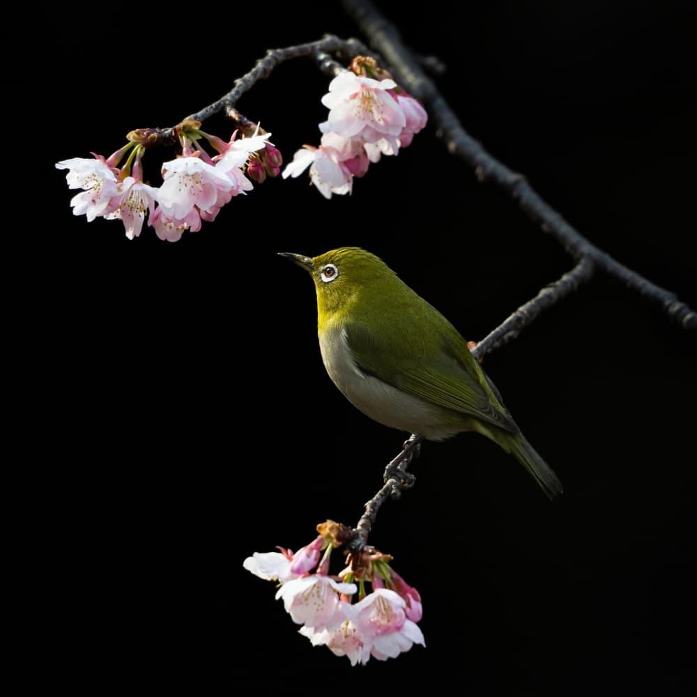 Green Bird Cherry Blossoms by Haruma Okubo — canvas wall art