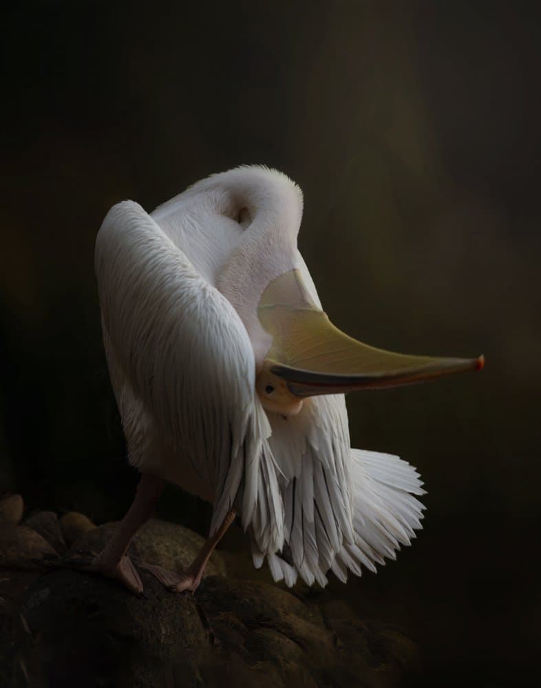 Elegant White Pelican by Krystina Wisniowska — canvas wall art
