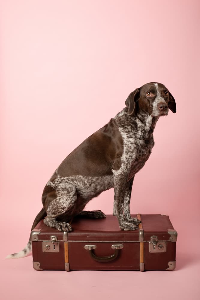 Brown Dog on Suitcase by Raluca Arhire — canvas wall art