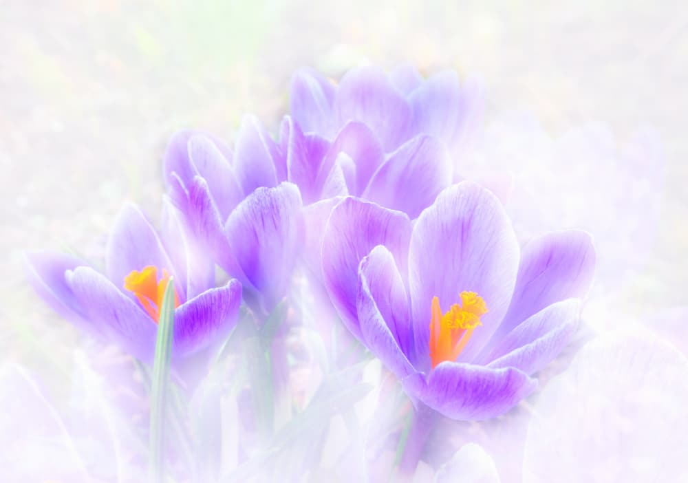 Dreamy Purple Crocus by Hans Günther — canvas wall art