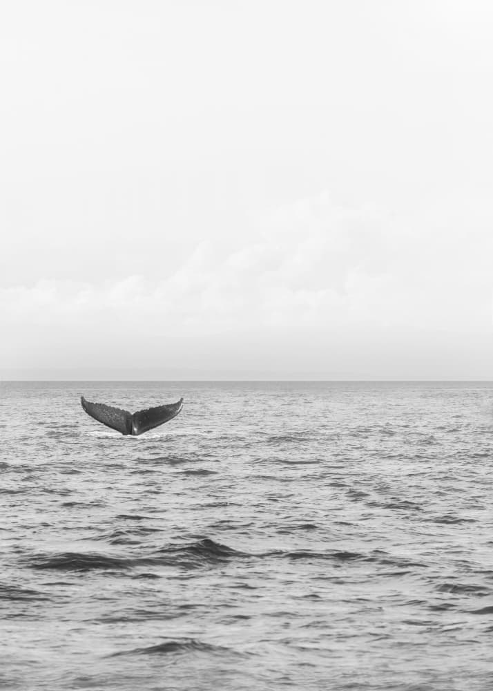 Ocean Whale Tail by Lynann Colligan — canvas wall art