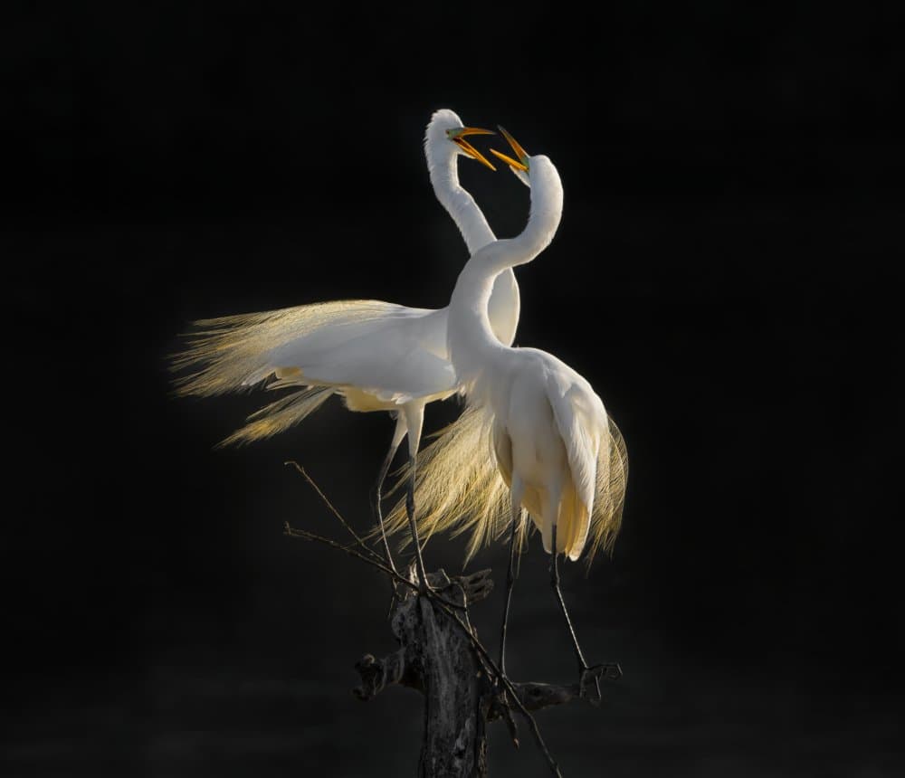 Golden Egret Dance by Anna Zhang — canvas wall art