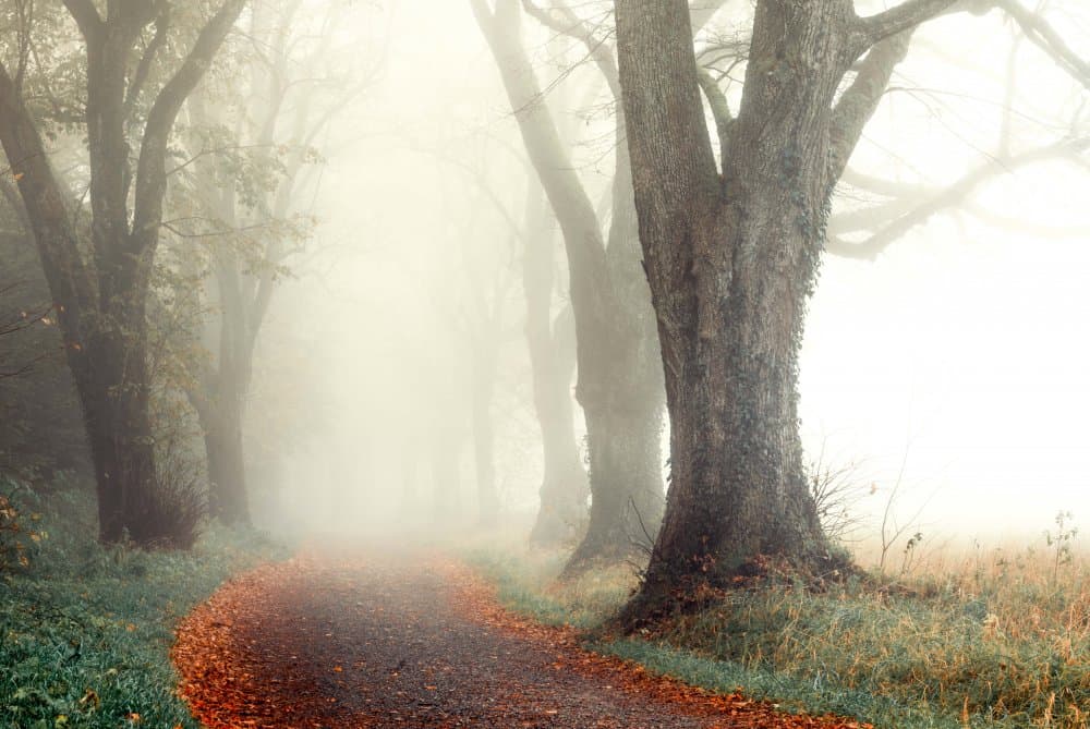 Misty Autumn Path by Ulrike Eisenmann — canvas wall art