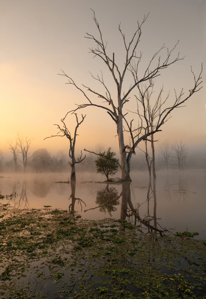 Misty Wetland Morning Glow by Emanuel Papamanolis — canvas wall art
