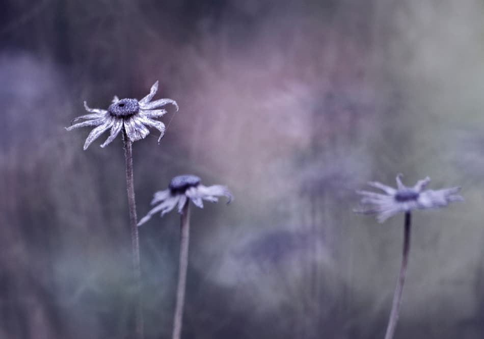 Serene Dried Flowers by bernadette Nooij — canvas wall art