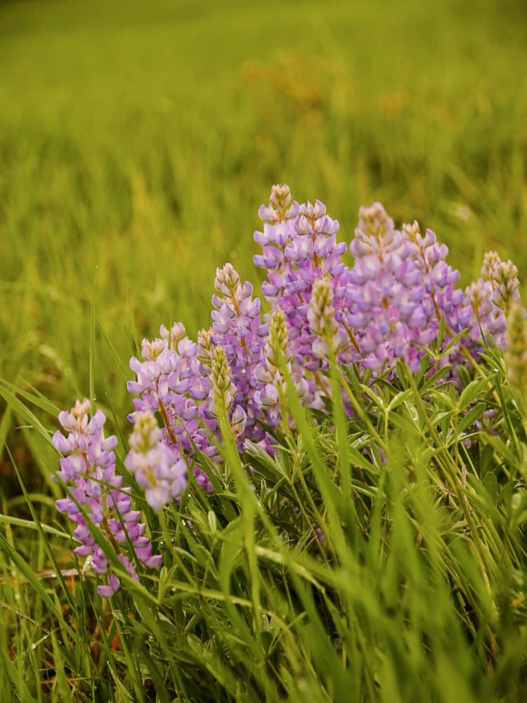 Purple Lupine Meadow by Del Mundo Imagery — canvas wall art