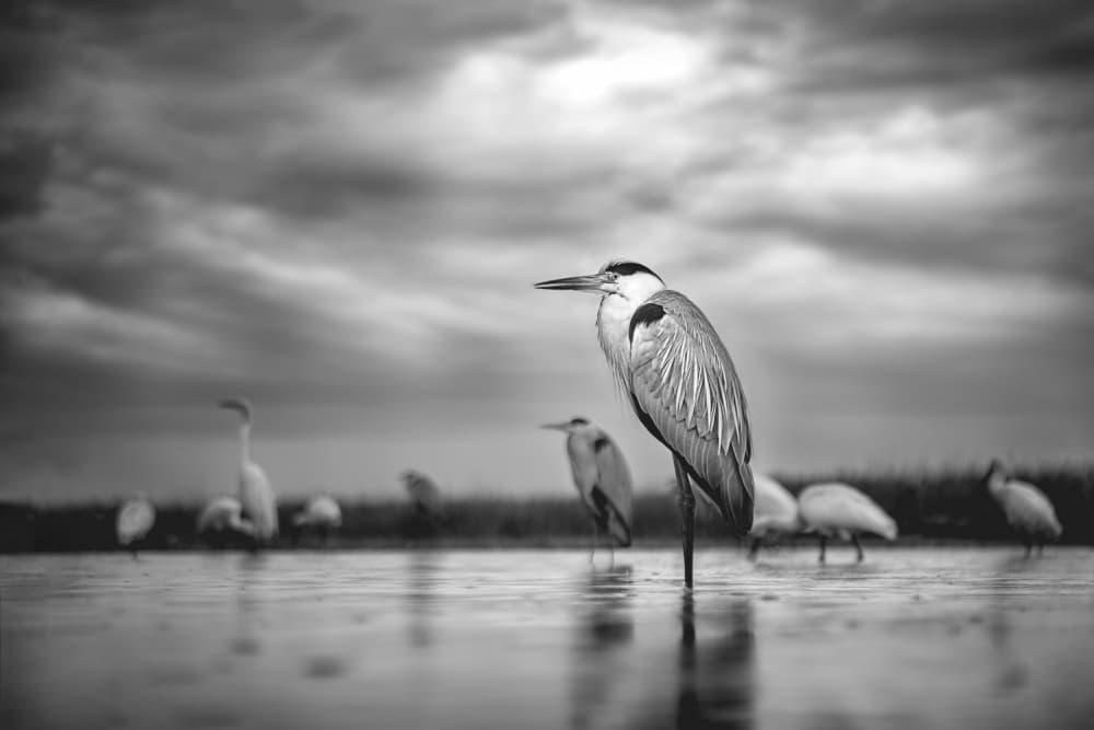 Wading Heron In Wetlands by Siyu_Wei APA — canvas wall art