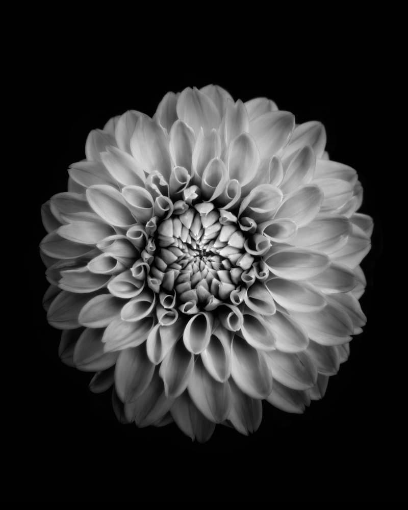 Black and White Dahlia by Alex Zhao — canvas wall art