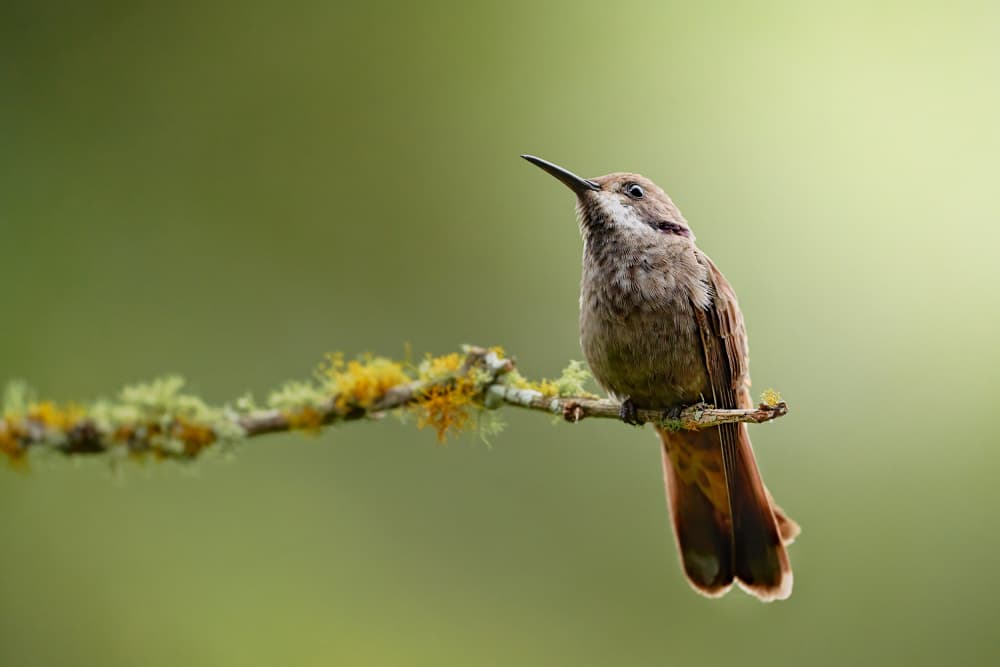 Graceful Hummingbird Perched by Lisandro PEREZ — canvas wall art