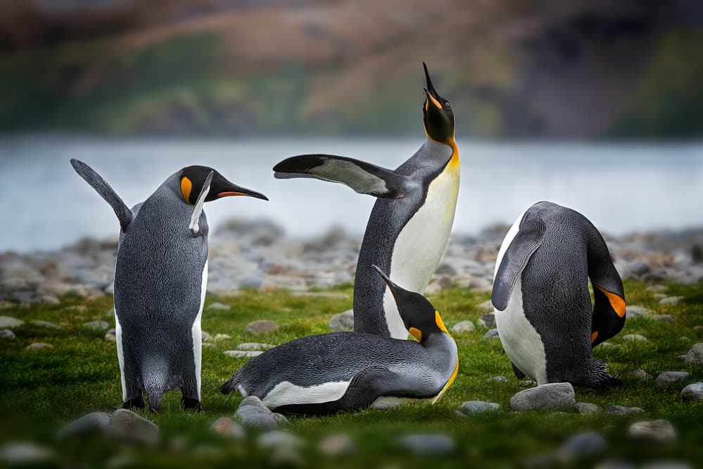 King Penguin Colony by Annie Poreider — canvas wall art