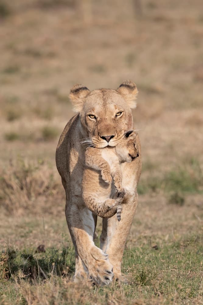 Lioness Carrying Cub by Louise Wolbers — canvas wall art
