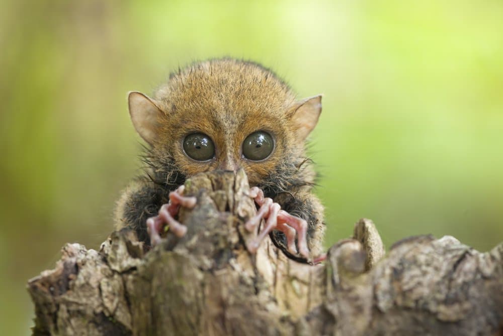 Baby Tarsier by Abdul Gapur Dayak — canvas wall art