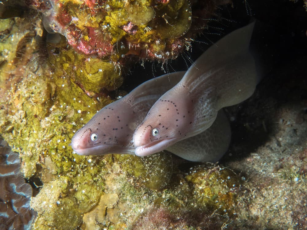 Moray Eels Underwater by Ilan Ben Tov — canvas wall art